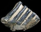 Partial Southern Mammoth Molar - Hungary #45557-1
